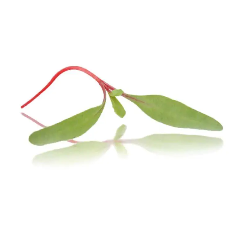 collins-nurtured-micro rhuburb Chard.webp